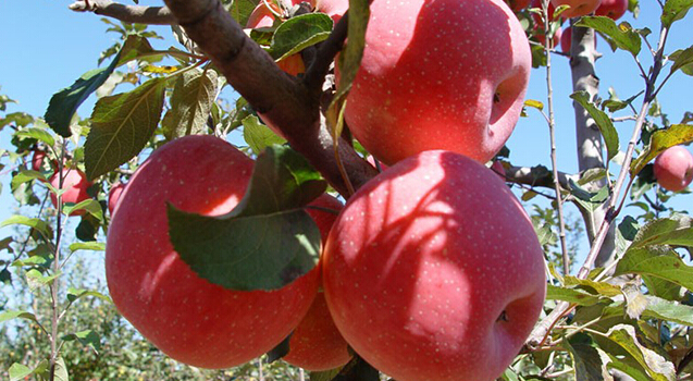 蘋果冷藏庫，蘋果預冷