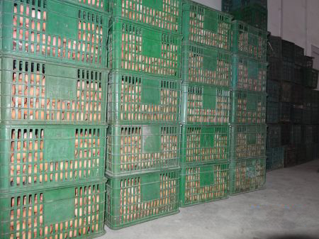 鮮蛋保鮮冷庫貯藏方法，雞蛋保鮮冷庫保鮮技術