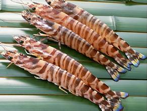 對蝦冷庫貯藏技術，低溫冷庫安裝