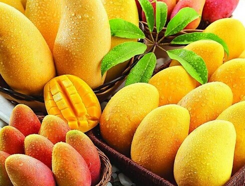 廣西大型芒果保鮮冷庫安裝設(shè)計(jì)，芒果冷庫保鮮貯藏技術(shù)方法