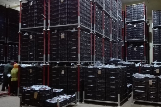 安裝一個葡萄冷庫價格多少錢，葡萄冷藏庫存儲多久